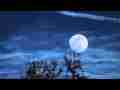 Moonrise+jet trail behind tree timelapse V07234 Cat.#V07234, 1920x1080 Motion JPEG(.AVI), 13 sec. at 30fps 