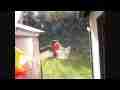 Closeup SloMo Annas Hummingbird cool moves! 300fps Cat.#V07271, 512x384 H.264/AVC1 (.MOV), 102 sec. at 30fps 