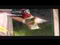 Slow Motion Hummingbird closeup feeding and hover 600fps Cat.#V07273, 432x192 H.264/AVC1 (.MOV), 470 sec. at 30fps 