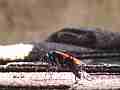 Tarantula Hawk Wasp hunting for spiders Cat.#V08211, 1920x1080 H.264/AVCHD (.MTS), 7 sec. at 30fps 