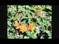 300fps Slow Motion 2 Butterflies on Flowers at LA Zoo (Casio EX-F1) Cat.#V08266, 512x384 H.264/AVC1 (.MOV), 40 sec. at 30fps 