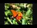 300fps Slow Motion Butterfly close-up+fly-off (Casio EX-F1) Cat.#V08267, 512x384 H.264/AVC1 (.MOV), 34 sec. at 30fps 