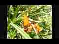 300fps Slow Motion Butterfly super-long close-up pan (Casio EX-F1) Cat.#V08268, 512x384 H.264/AVC1 (.MOV), 233 sec. at 30fps 