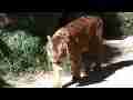 The Restless Tiger, Raw Footage,  Pak1 (6 1080p clips) Cat.#V08366, 1920x1080 H.264/AVCHD (.MTS), 73 sec. at 30fps 