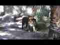 The Restless Tiger, Raw Footage,  Pak2 (6 1080p clips) Cat.#V08367, 1920x1080 H.264/AVCHD (.MTS), 93 sec. at 30fps 