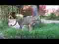 Lions at the L.A. Zoo (4-Pak) LA Zoo, raw footage Cat.#V08371, 1920x1080 H.264/AVCHD (.MTS), 44 sec. at 30fps 
