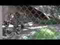 South American Jaguar pacing the cage (6-Pak) LA Zoo, raw footage Cat.#V08372, 1920x1080 H.264/AVCHD (.MTS), 38 sec. at 30fps 