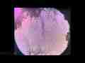 Fisheye StarSpin timelapse Canon SX10 ISO800,f2.7,20sec Cat.#V08556, 1920x1080 Motion JPEG(.AVI), 66 sec. at 30fps 