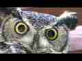 Amazing Great Horned Owl Super Close-Up face shot HD Cat.#V08634, 1920x1080 H.264/AVCHD (.MTS), 18 sec. at 30fps 