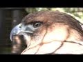 Red-Tailed Hawk close-up head shot HD Cat.#V08663, 1920x1080 H.264/AVCHD (.MTS), 16 sec. at 30fps 