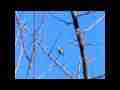 Anna's Hummingbird long headscratch+takeoff 300fps slow motion Cat.#V08867, 512x384 H.264/AVC1 (.MOV), 67 sec. at 30fps 