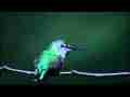 Realtime Anna's Hummingbird on sunny bare twig Cat.#V08882, 1920x1080 H.264/AVC1 (.MOV), 12 sec. at 30fps 