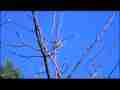 Realtime Anna's Hummingbird on sunny bare twig(rear view) Cat.#V08884, 1920x1080 H.264/AVC1 (.MOV), 17 sec. at 30fps 