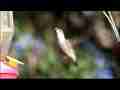 Realtime Anna's Hummingbird at feeder closeup Cat.#V08889, 1920x1080 H.264/AVC1 (.MOV), 17 sec. at 30fps 