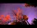 Spectacular HD Star Rotation in trees Canon 5DMK2 1080p 17mm Cat.#V08894, 1920x1080 Motion JPEG(.AVI), 29 sec. at 30fps 