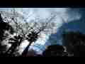 Clouds passing in blue sky through overhead trees timelapse Cat.#V08922, 1920x1080 Motion JPEG (.AVI), 11 sec. at 30fps 