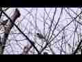 Male House Finch in bare tree with bird sounds audio Cat.#V08940, 1920x1080 H.264/AVC1 (.MOV), 12 sec. at 30fps 