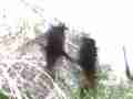 Brutal Hummingbird Fights! Raw Footage 720p HD Cat.#V09046, 1920x1080 H.264 AVCHD (.MTS), 12 sec. at 30fps 
