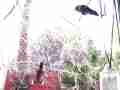 Brutal Hummingbird Fights! Raw Footage 720p HD Cat.#V09049, 1920x1080 H.264 AVCHD (.MTS), 16 sec. at 30fps 