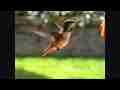 Slow motion female Allen's Hummingbird close-up feeding 300fps(entire raw clip) Cat.#V09072, 512x384 H.264/AVC1 (.MOV), 29 sec. at 30fps 