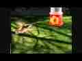 Slow motion hummingbird female allen's quick moves/feed 300fps Cat.#V09084, 512x384 H.264/AVC1 (.MOV), 38 sec. at 30fps 