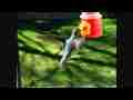 Slow motion hummingbird male anna's feed (back view) 300fps (entire raw clip) Cat.#V09085, 512x384 H.264/AVC1 (.MOV), 60 sec. at 30fps 