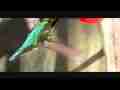 Slow motion hummingbird male anna's feed top+side-back view 600 (entire raw clip) Cat.#V09088, 432x192 H.264/AVC1 (.MOV), 45 sec. at 30fps 
