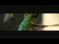 1200fps slow motion hummingbird male anna's feed top-back view (entire raw clip) Cat.#V09092, 336x96 H.264/AVC1 (.MOV), 30 sec. at 30fps 