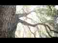 Giant overhead Oak branches ease out (twitchy) realtime Cat.#V09120, 1920x1080 Motion JPEG (.AVI), 16 sec. at 30fps 