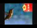 Female Allen's Hummingbird slow motion closeup at feeder 300fps (entire raw clip) Cat.#V09143, 512x384 H.264/AVC1 (.MOV), 50 sec. at 30fps 