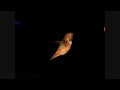 Nice fly-in Allen's hummingbird at feeder 300fps slow motion (entire raw clip) Cat.#V09160, 512x384 H.264/AVC1 (.MOV), 50 sec. at 30fps 