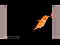 Glowing male Allen's Hummingbird fly-in 300fps slow motion (entire raw clip) Cat.#V09161, 512x384 H.264/AVC1 (.MOV), 52 sec. at 30fps 