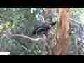 Big ravens in Tree 3pak (Contains cat# V08438 V08439 V08440) Cat.#V09279, 1920x1080 H.264/AVCHD (.MTS), 45 sec. at 30fps 
