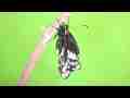 Greenscreen Indra Swallowtail Butterfly expanding wings time lapse Cat.#V09295, 1920x1080p Motion JPEG (.AVI), 25 sec. at 30fps 
