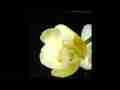 Moth Orchid 4 blooming in timelapse (Cropped) Cat.#V09362b, 1920x1080 Motion JPEG (.AVI), 66 sec. at 30fps 
