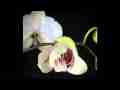Moth Orchid6 blooming in timelapse (crop-scale-matte) Cat.#V09405, 1920x1080 Motion JPEG (.AVI), 21 sec. at 30fps 