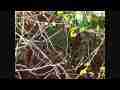 Male Allen's Hummingbird flight maneuvers 300fps slow motion 4-pak (contains cat# V09150 V09151 V09152 V09153) Cat.#V09441, 512x384 H.264/AVC1 (.MOV), 121 sec. at 30fps 