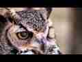 Beautiful drowsy Great Horned Owl face close-ups 3-pac(set 1) contains V09419 V09421 V09422 Cat.#V09442, 1920x1080 H.264/AVC1 (.MOV), 39 sec. at 30fps 