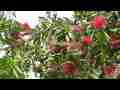 Male Tanager in Bottlebrush Tree 3 Cat.#V09663, 1920x1080 H.264/AVCHD (.MTS), 18 sec. at 30fps 