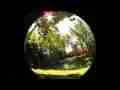 Interesting fisheye sun/trees/shadows timelapse motion Cat.#V09740, 1920x1080 Motion JPEG (.AVI), 21 sec. at 30fps 