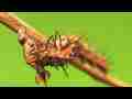Cannibal Caterpillar eats sibling raw clip series (realtime) 2/12 (5-pak) Cat.#V09844, 1920x1080 H.264 AVCHD (.MTS), 86 sec. at 30fps 