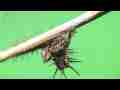 Cannibal Caterpillar eats sibling raw clip series (realtime) 5/12 (6-pak) Cat.#V09847, 1920x1080 H.264 AVCHD (.MTS), 82 sec. at 30fps 