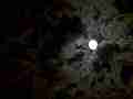 Dark scary moon through clouds timelapse (High contrast) Cat.#V10023, 1920x1080 Motion JPEG(.AVI), 8 sec. at 30fps 