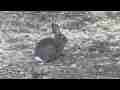Wild Cottontail Rabbit nature series zoomed closeup realtime Cat.#V10223, 1920x1080 H.264/AVCHD (.MTS), 26 sec. at 30fps 