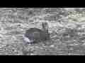 Wild Cottontail Rabbit nature series zoomed closeup realtime Cat.#V10224, 1920x1080 H.264/AVCHD (.MTS), 18 sec. at 30fps 