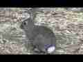 Wild Cottontail Rabbit nature series zoomed closeup realtime Cat.#V10228, 1920x1080 H.264/AVCHD (.MTS), 28 sec. at 30fps 