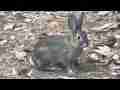 Wild Cottontail Rabbit nature series zoomed closeup realtime Cat.#V10236, 1920x1080 H.264/AVCHD (.MTS), 30 sec. at 30fps 