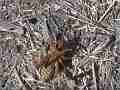 Potato Bug playing dead Cat.#V10270, 1920x1080 H.264/AVCHD (.MTS), 17 sec. at 30fps 