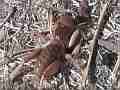 Potato Bug runs off Cat.#V10271, 1920x1080 H.264/AVCHD (.MTS), 10 sec. at 30fps 