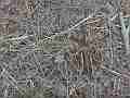 Potato Bug crawling on ground (zoom in) Cat.#V10274, 1920x1080 H.264/AVCHD (.MTS), 26 sec. at 30fps 